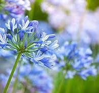 Light Blue Agapanthus Flower Seeds for Planting – Fragrant Blossoms, Heirloom, Non-GMO & Organic Garden Seeds