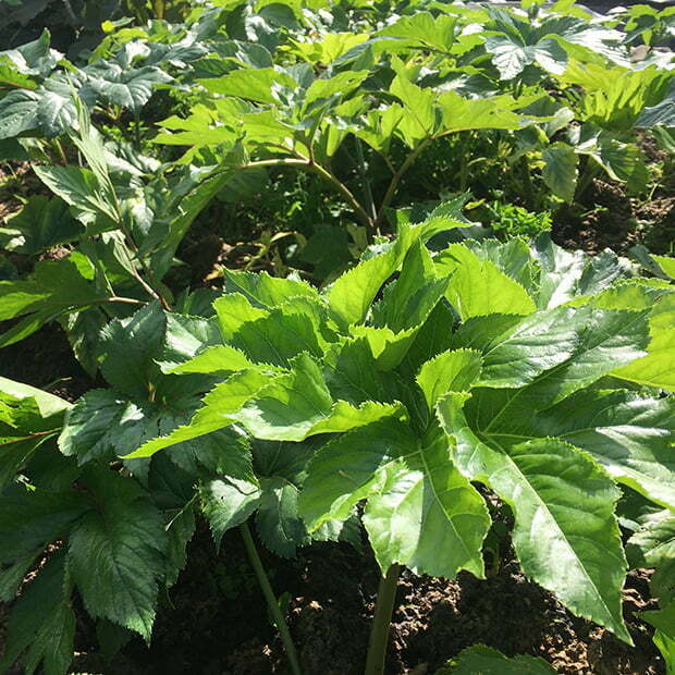 Angelica Keiskei Herb Seeds for Planting – Heirloom, Non-GMO, Organic Garden Seeds with High Germination