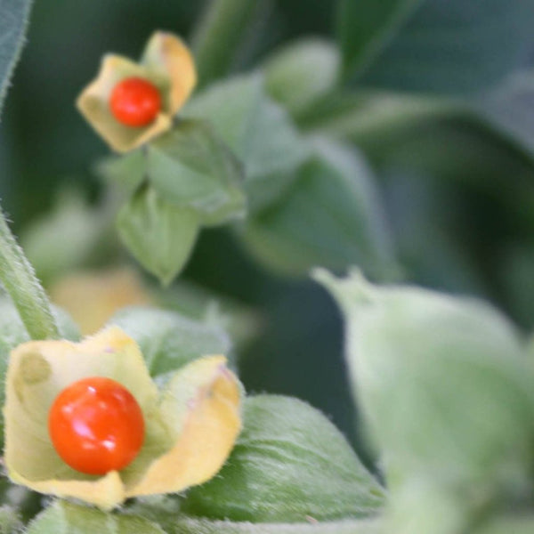 Withania Somnifera fruit seeds for planting – Heirloom & Non-GMO hardy garden seeds
