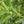 Ashwagandha Withania Herb Seeds – Heirloom, Non-GMO Seeds for Seasonal Garden Planting