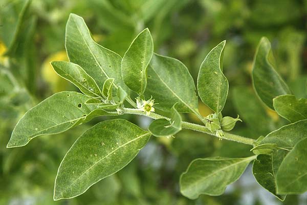 Ashwagandha Withania Herb Seeds – Heirloom, Non-GMO Seeds for Seasonal Garden Planting