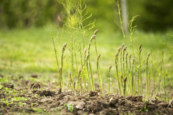 Wild Asparagus Seeds for Planting – Heirloom, Non-GMO, Perennial Vegetable Garden Seeds – High Germination