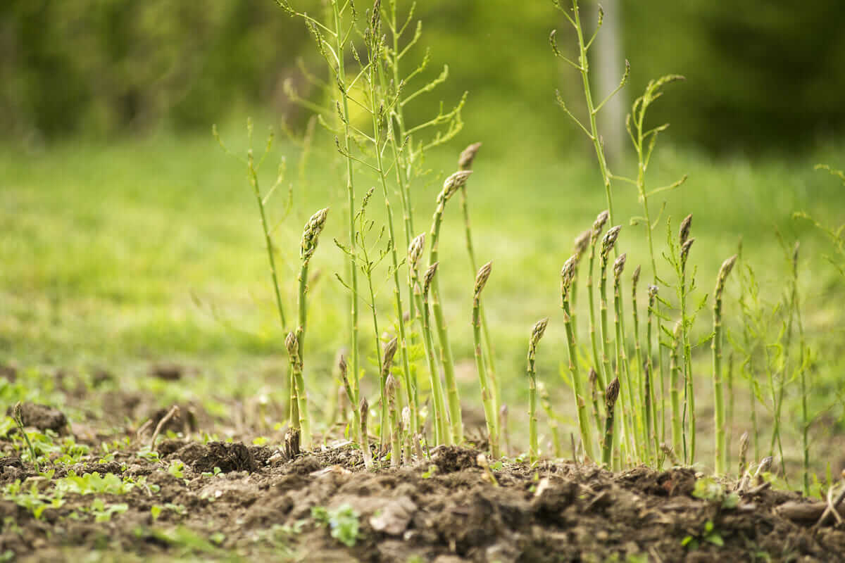 Wild Asparagus Seeds for Planting – Heirloom, Non-GMO, Perennial Vegetable Garden Seeds – High Germination