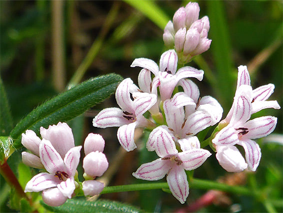Pink Woodruff Flower Seeds – Heirloom Non-GMO High Germination Organic Garden Seeds,