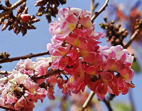 Cassia Marginata Flower Seeds for Planting – Heirloom, Non-GMO, Pollinator-Friendly