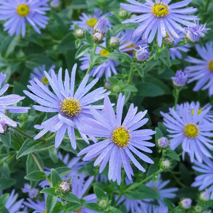 Flower Seeds, Seeds,Seeds For Planting,Plant Seeds
