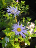 Blue Frikartii Flower Seeds for Planting – Heirloom, Non-GMO, High Germination Organic Garden Seeds