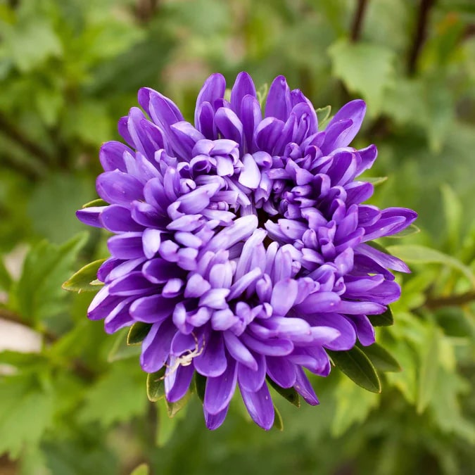 Dark Purple China Aster Flower Seeds for Planting – Heirloom, Non-GMO, Shade Tolerant, High Germination