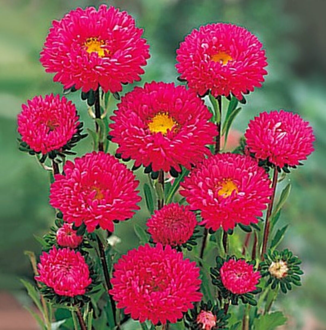 Dark Red Aster Flower Seeds for Planting – Heirloom Non-GMO High Germination Organic Garden Seeds
