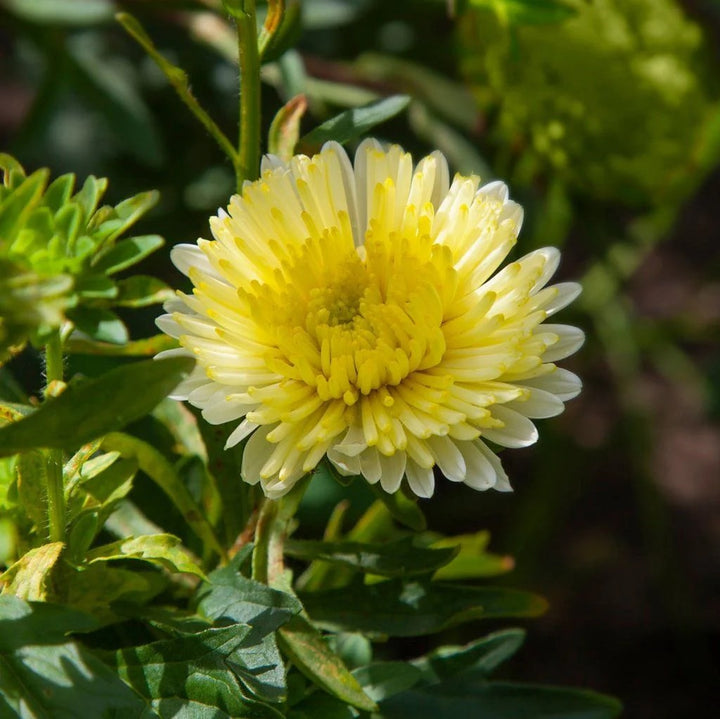 Light Yellow Aster Flower Seeds for Planting – Heirloom, Non-GMO, Bright Blooms, High Germination
