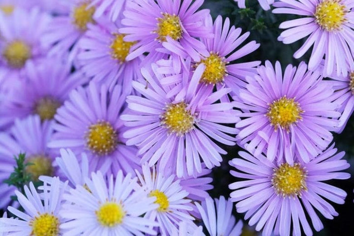Aster Novi-Belgii Flower Seeds for Planting – Heirloom, Shade-Tolerant & Non-GMO Organic Garden Seeds