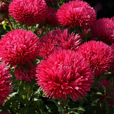 Flower Seeds, Seeds,Seeds For Planting,Plant Seeds