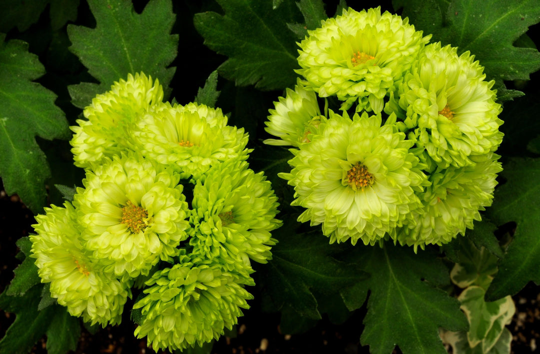 Light Green Aster Flower Seeds for Planting Heirloom Non-GMO High Germination Organic Garden Seeds