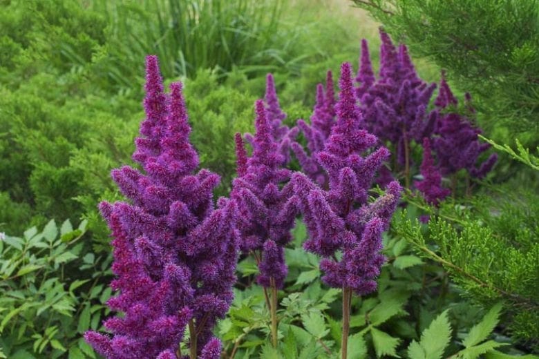Violet Astilbe Flower Seeds for Planting – Heirloom, Non-GMO, Compact Growth, High Germination
