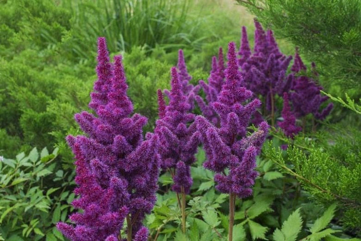 Violet Astilbe Flower Seeds for Planting – Heirloom, Non-GMO, Compact Growth, High Germination