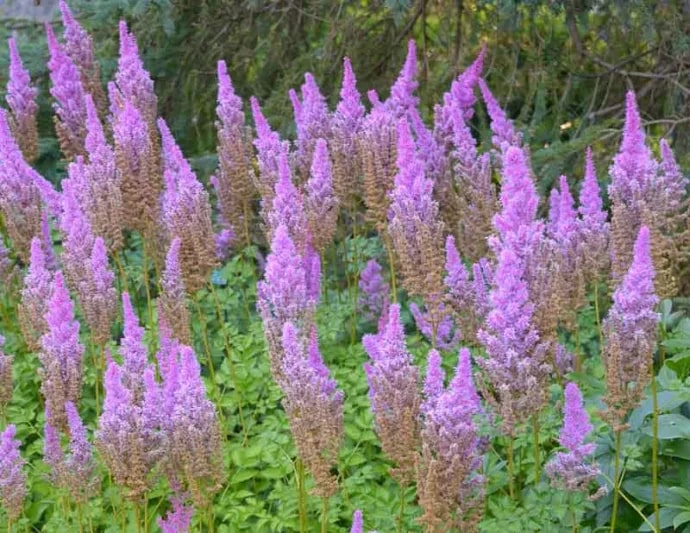 Purple Astilbe Perennial Flower Seeds for Planting – Heirloom, Non-GMO, Pollinator Friendly, High Germination