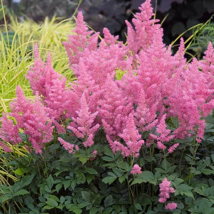 Pink Astilbe Flower Seeds for Planting – Heirloom, Non-GMO, Wildflower Mix, High Germination