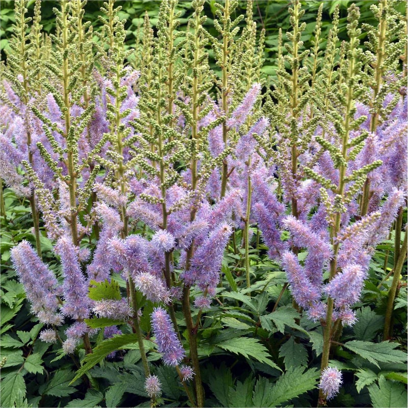 Astilbe Pumila Flower Seeds for Planting | Heirloom Non-GMO High Germination Seeds