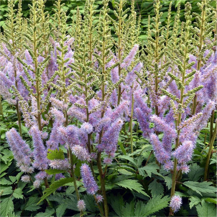 Astilbe Pumila Flower Seeds for Planting | Heirloom Non-GMO High Germination Seeds