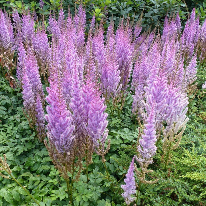 Astilbe Pumila Flower Seeds for Planting | Heirloom Non-GMO High Germination Seeds