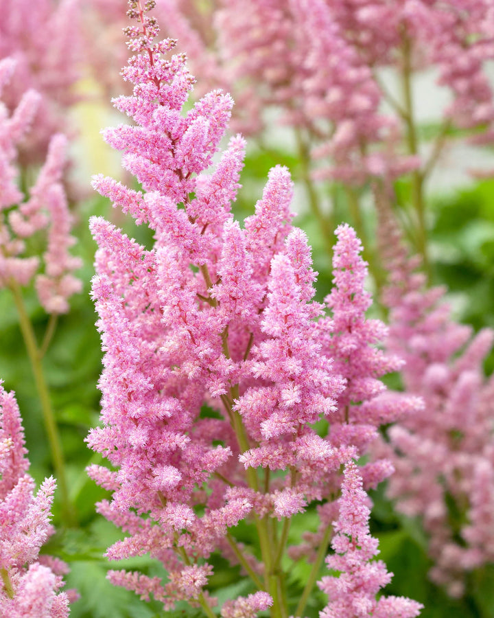 Light Pink Astilbe Flower Seeds for Planting – Heirloom, Non-GMO, High Germination Organic Garden Seeds