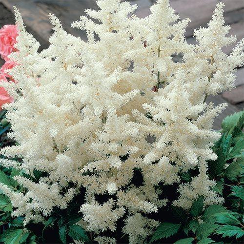 White Astilbe Flower Seeds for Planting – Bright Blooms, Heirloom, Non-GMO, High Germination Organic Garden Seeds