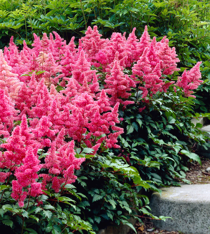 Astilbe Flower Seeds for Planting – Heirloom Non-GMO, High Germination Organic Garden Seeds