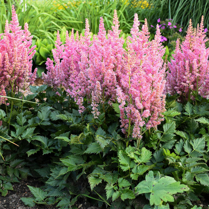 Light Pink Astilbe Flower Seeds for Planting – Heirloom, Non-GMO, High Germination Organic Garden Seeds