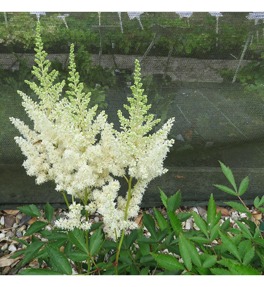 Green Astilbe Flower Seeds for Planting – Heirloom, Non-GMO, Fragrant, High Germination Organic Garden Seeds