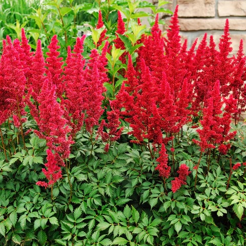 Red Astilbe Flower Seeds for Planting – Heirloom, Non-GMO, High Germination Organic Garden Seeds
