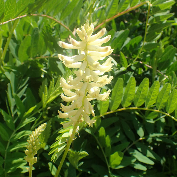 Flower Seeds, Seeds,Seeds For Planting,Plant Seeds