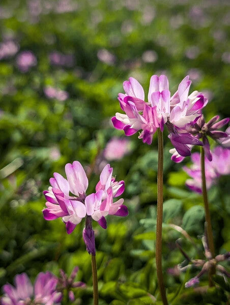 Astragalus Flower Seeds for Planting – Heirloom Non-GMO, High Germination Organic Garden Seeds