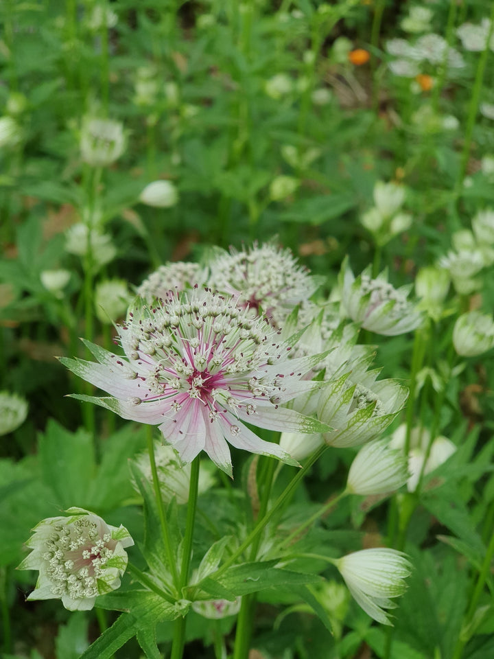 Major Astrantia Flower Seeds for Planting – Heirloom, Non-GMO, Sun Loving Organic Garden Seeds