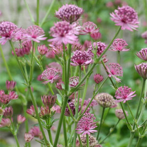 Flower Seeds, Seeds,Seeds For Planting,Plant Seeds