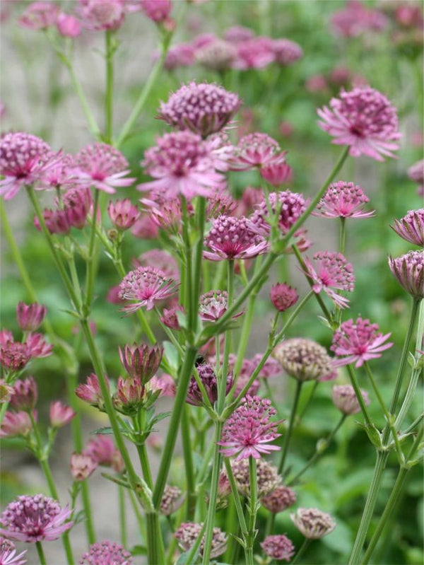 Flower Seeds, Seeds,Seeds For Planting,Plant Seeds