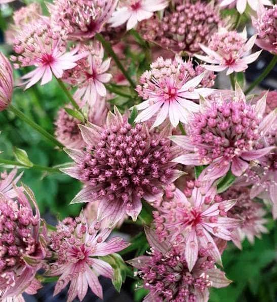 Pink Astrantia Flower Seeds for Planting – Heirloom Non-GMO, High Germination Organic Garden Seeds