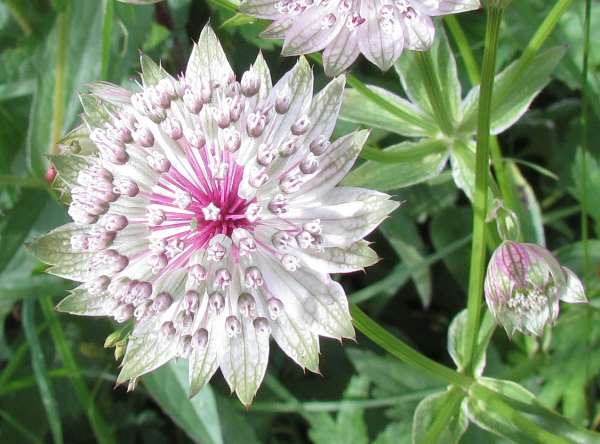 Major Astrantia Flower Seeds for Planting – Heirloom, Non-GMO, Sun Loving Organic Garden Seeds