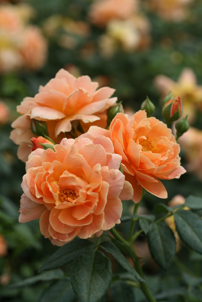Orange Promise Rose Flower Seeds for Planting – Heirloom Non-GMO, High Germination Organic Garden Seeds