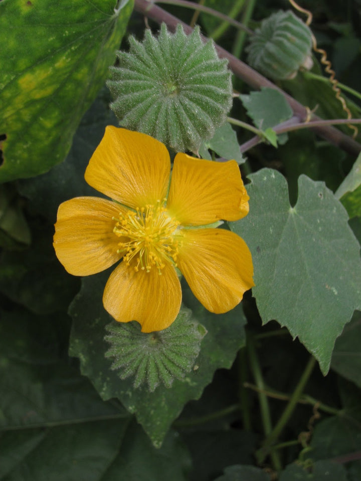 Cordifolia Flower Seeds for Planting – Heirloom Non-GMO, High Germination Organic Garden Seeds