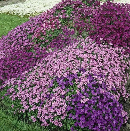 Mixed Aubrieta Flower Seeds for Planting – Heirloom, Non-GMO, High Germination Organic Garden Seeds