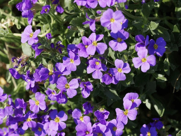 Aubretia Deltoides Flower Seeds for Planting – Heirloom Non-GMO, High Germination Organic Garden Seeds