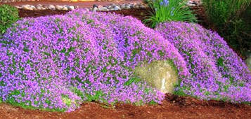 Lavender Rock Cress Flower Seeds for Planting – Heirloom Non-GMO High Germination Organic Garden Seeds