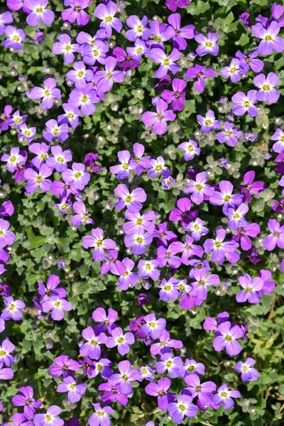 Lavender Aubrieta Cultorum Flower Seeds for Planting – Heirloom, Non-GMO, Fragrant High Germination Seeds