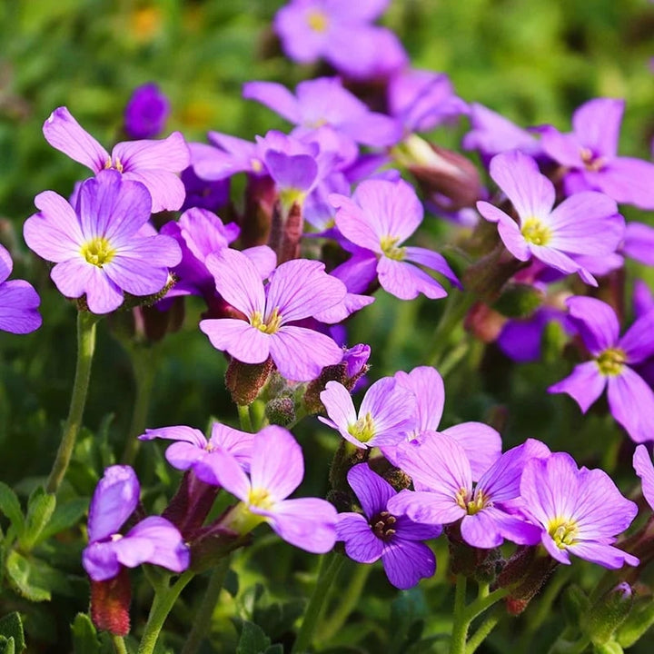 Purple Aubrieta Cascade Flower Seeds for Planting | Heirloom Non-GMO, High Germination Organic Garden Seeds