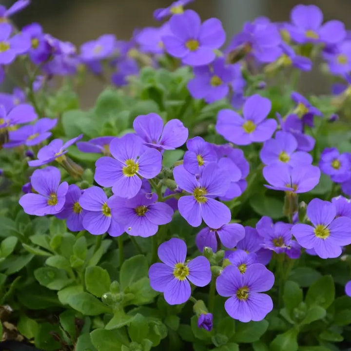 Blue Aubrieta Cultorum Flower Seeds for Planting – Heirloom, Non-GMO, High Germination Organic Garden Seeds