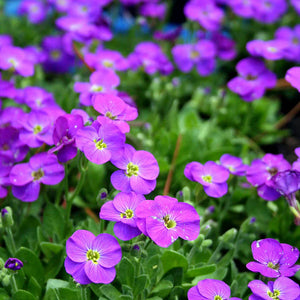 Flower Seeds, Seeds,Seeds For Planting,Plant Seeds
