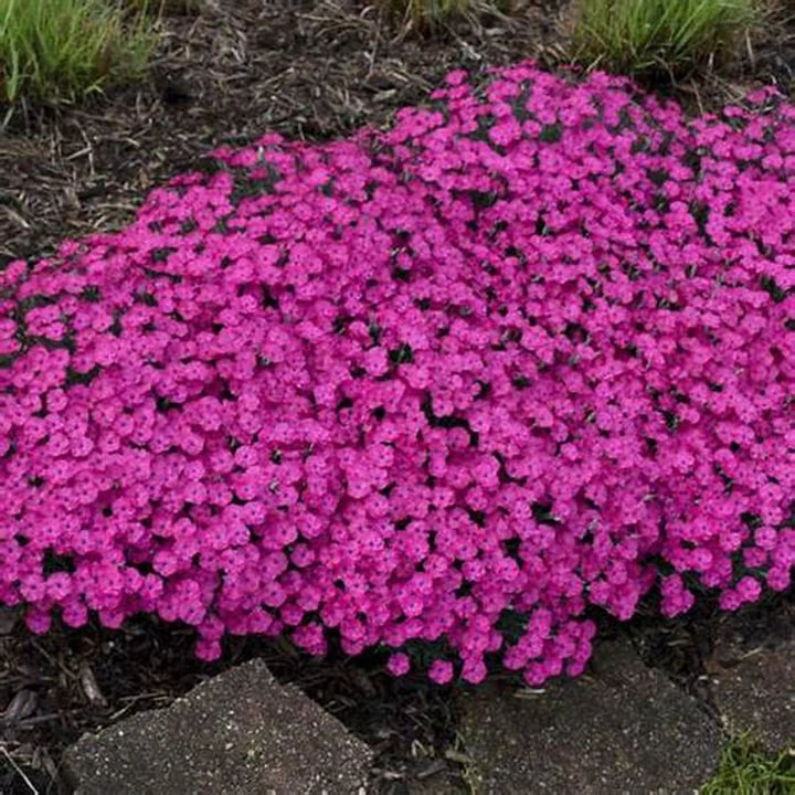 Mixed Aubrieta Flower Seeds for Planting Pink – Low Maintenance, Heirloom, Non-GMO, High Germination Organic Garden Seeds