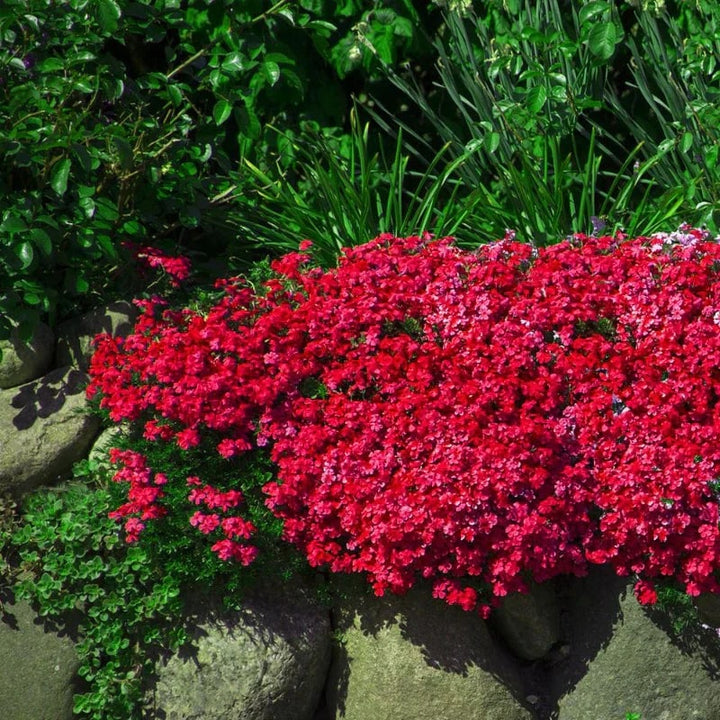 Red Rock Cress Flower Seeds for Planting - Heirloom, Non-GMO, High Germination Organic Garden Seeds