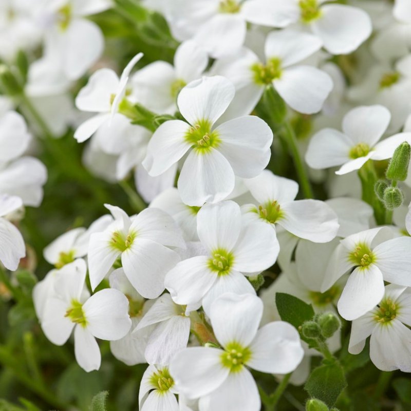 White Aubrieta Cultorum flower seeds for planting - Heirloom & Non-GMO garden seeds, popular ground cover