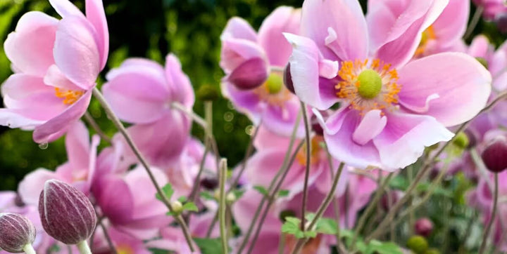 Light Pale Pink Perennial Flower Seeds for Planting – Heirloom, Non-GMO, High Germination Garden Seeds